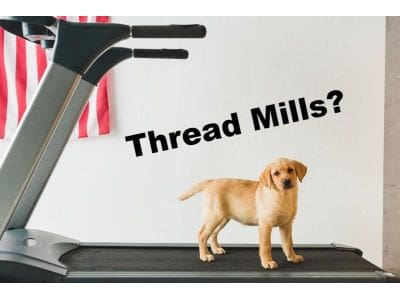 puppy_on_treadmill_0 taps